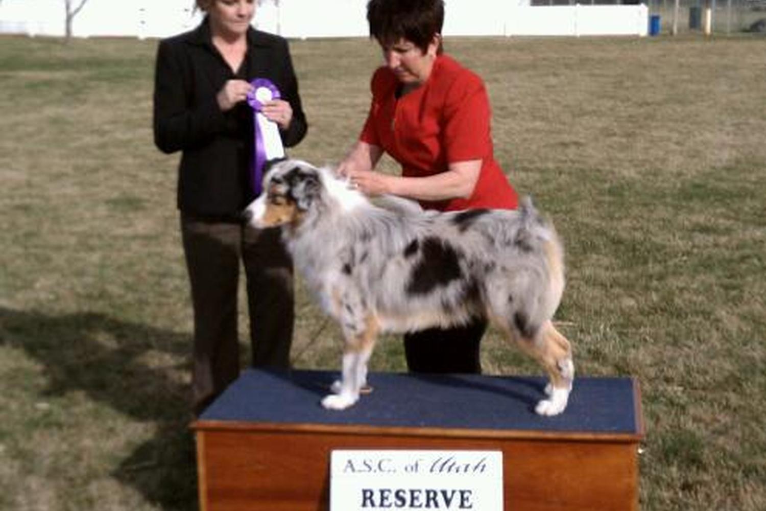 Pawsitive Learning 1