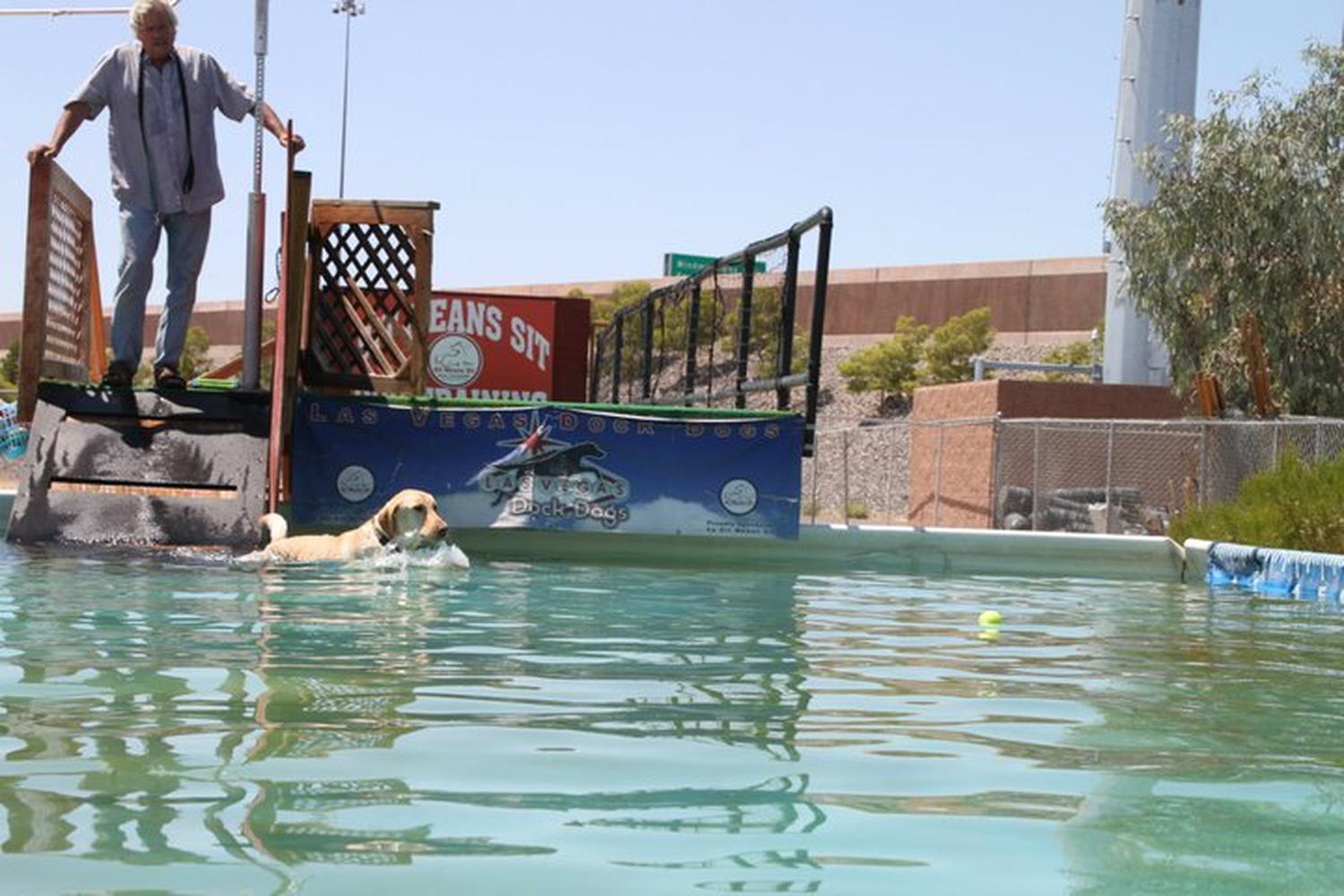 Pawsitive Learning 2