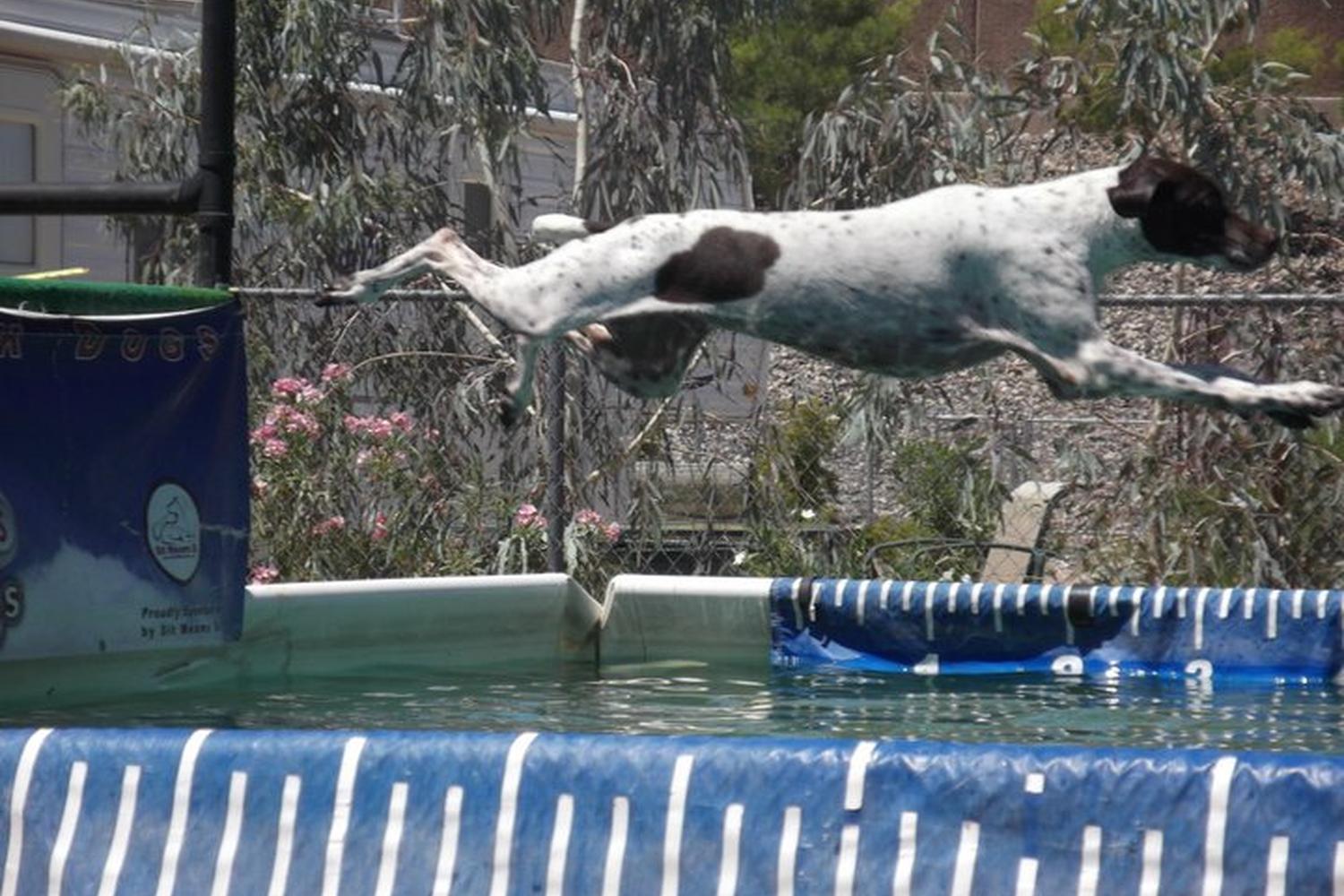 Pawsitive Learning 3