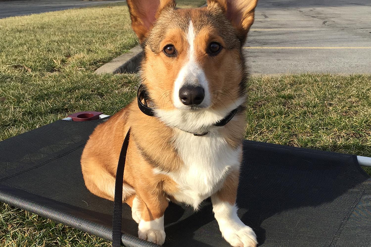 Sit Means Sit Dog Training Corporate Office and Training Center 2