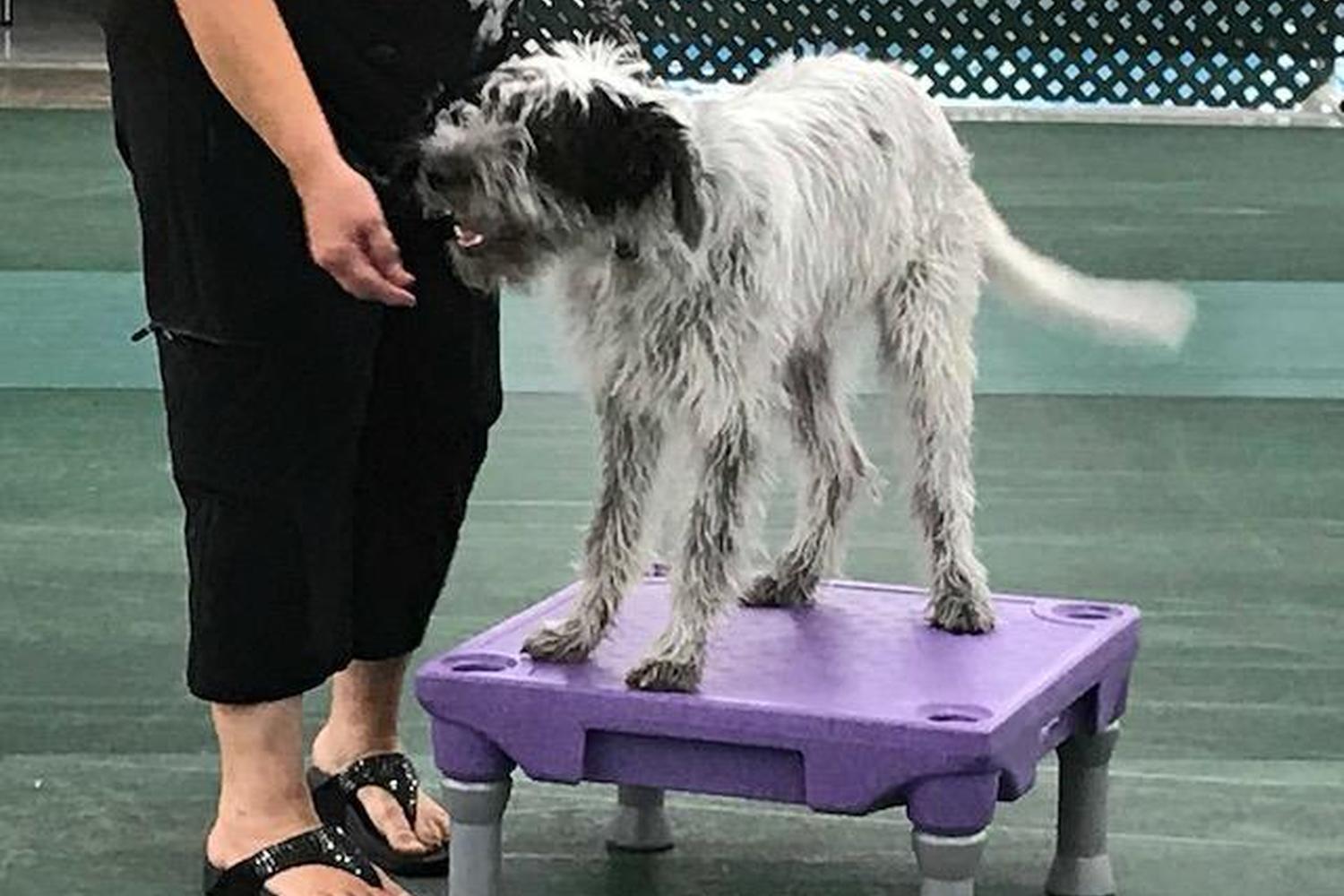 Sit Means Sit Dog Training Corporate Office and Training Center 4