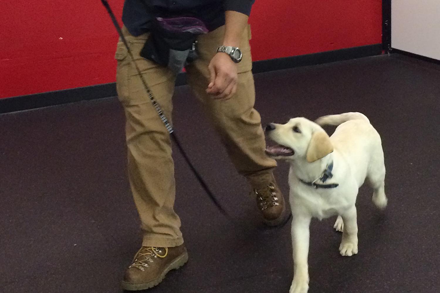 Sit Means Sit Dog Training Corporate Office and Training Center 1