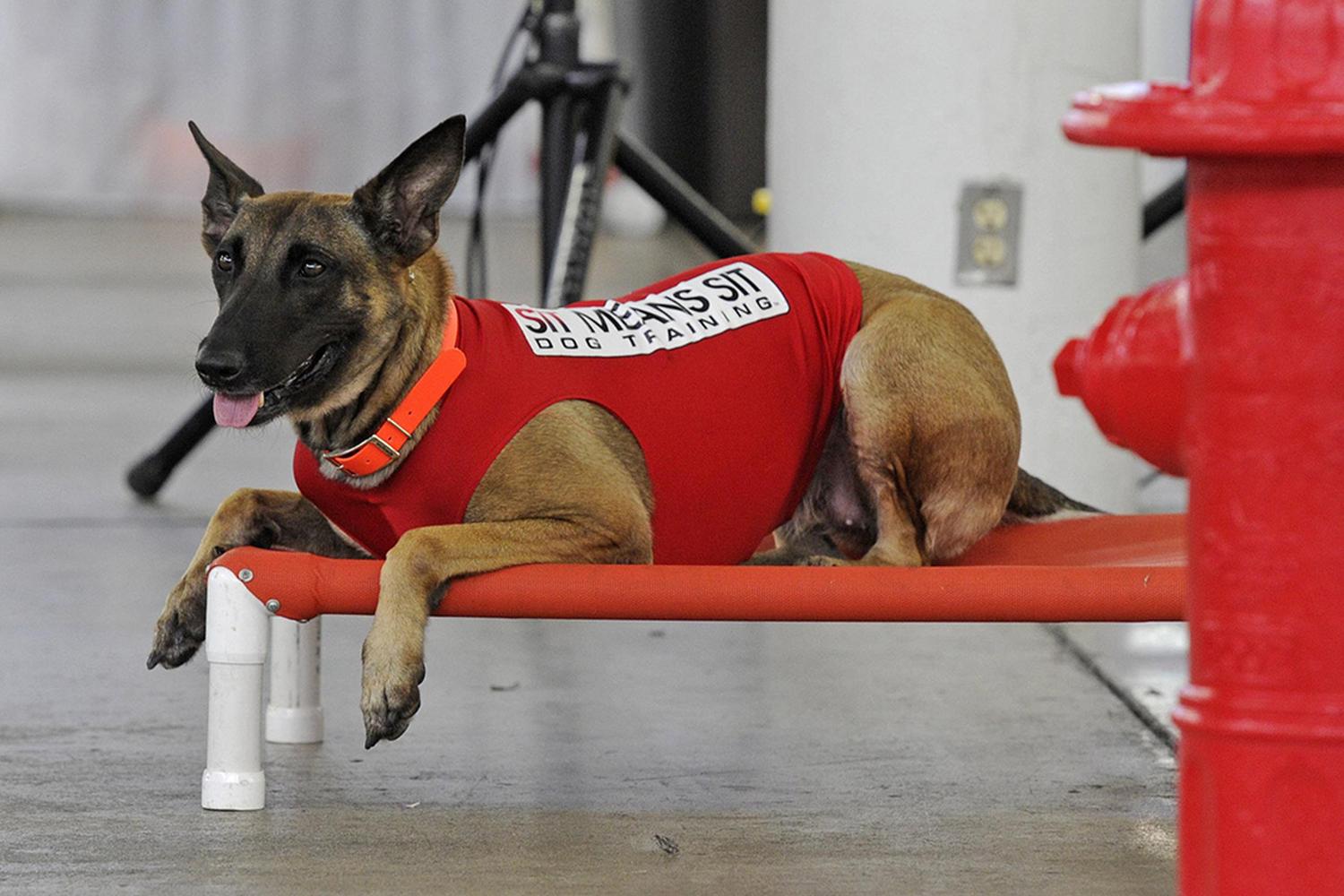 Sit Means Sit Dog Training Corporate Office and Training Center 0