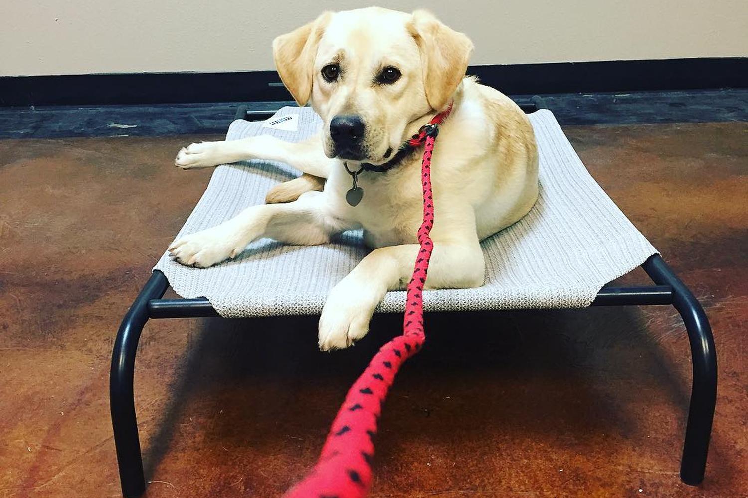 Modern Dog Training & Behavior 2