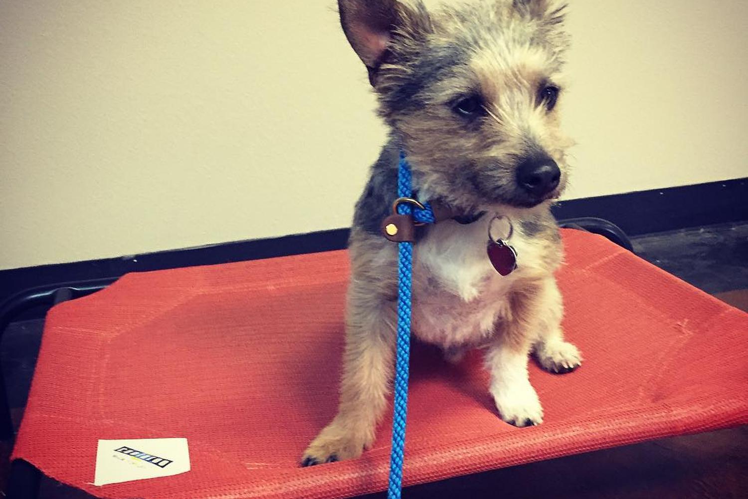 Modern Dog Training & Behavior 3