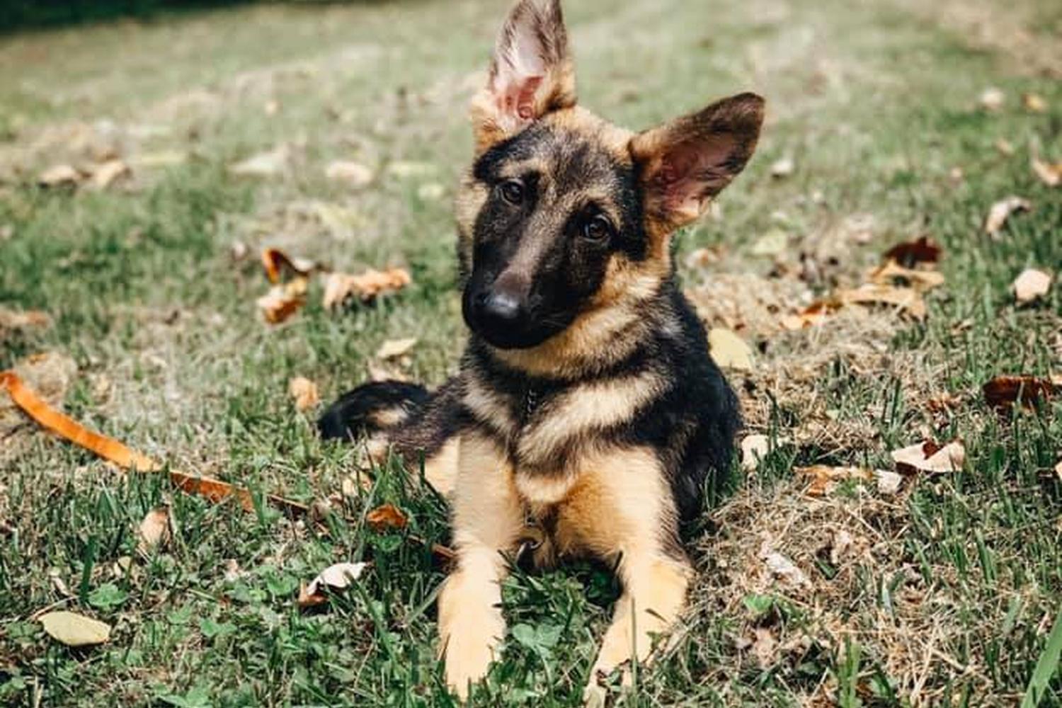 Harrison K9 Training 1