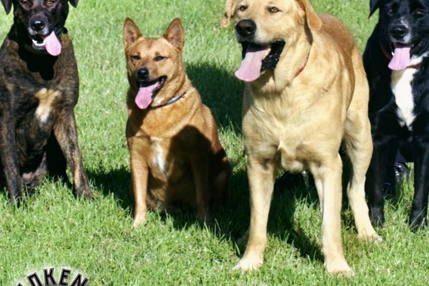 Awoken K9 5