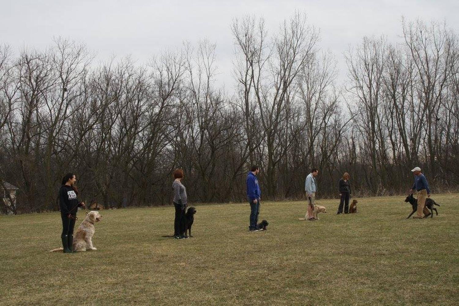 First Class Dog Training 5
