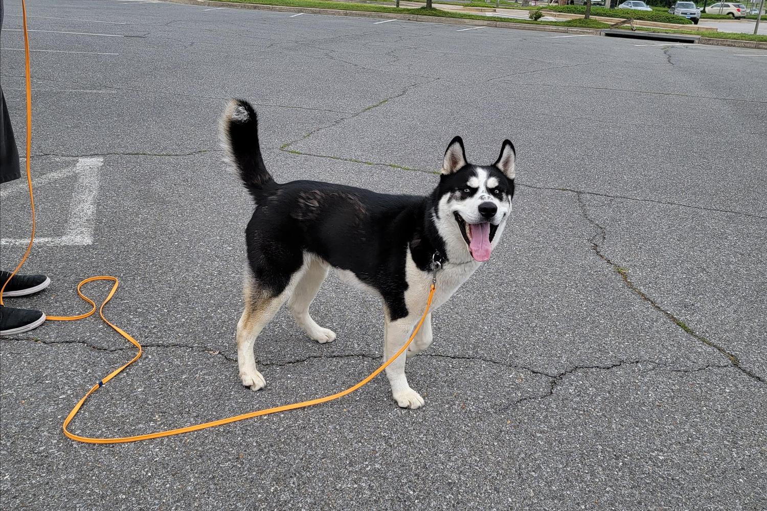 Limitless Canines 13