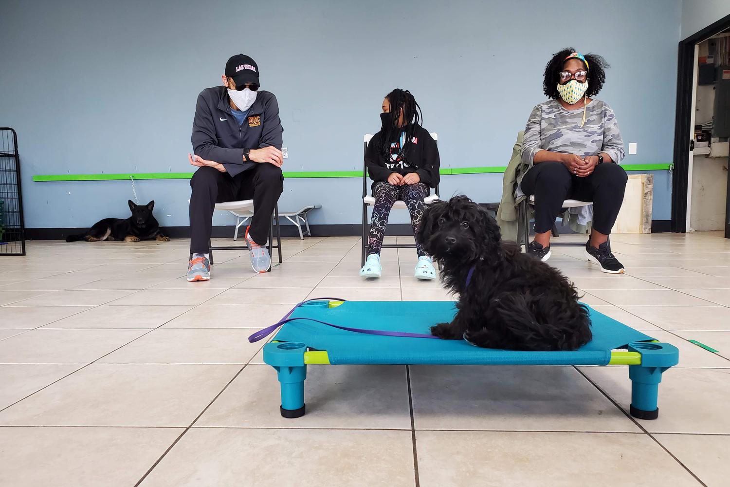 Limitless Canines 6