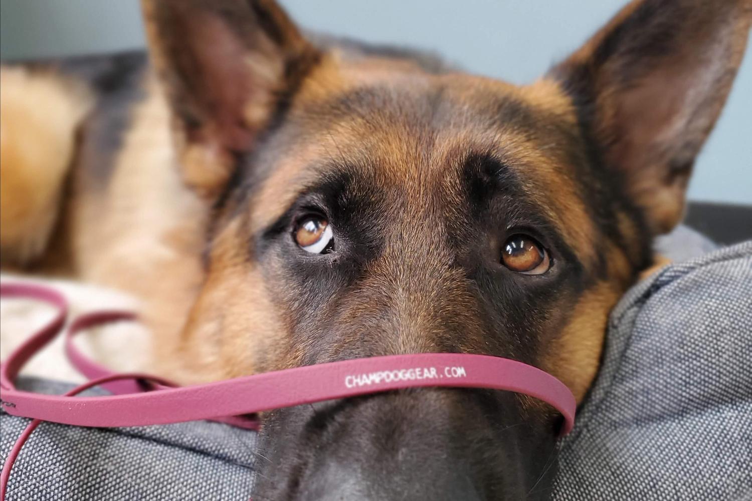 Limitless Canines 14