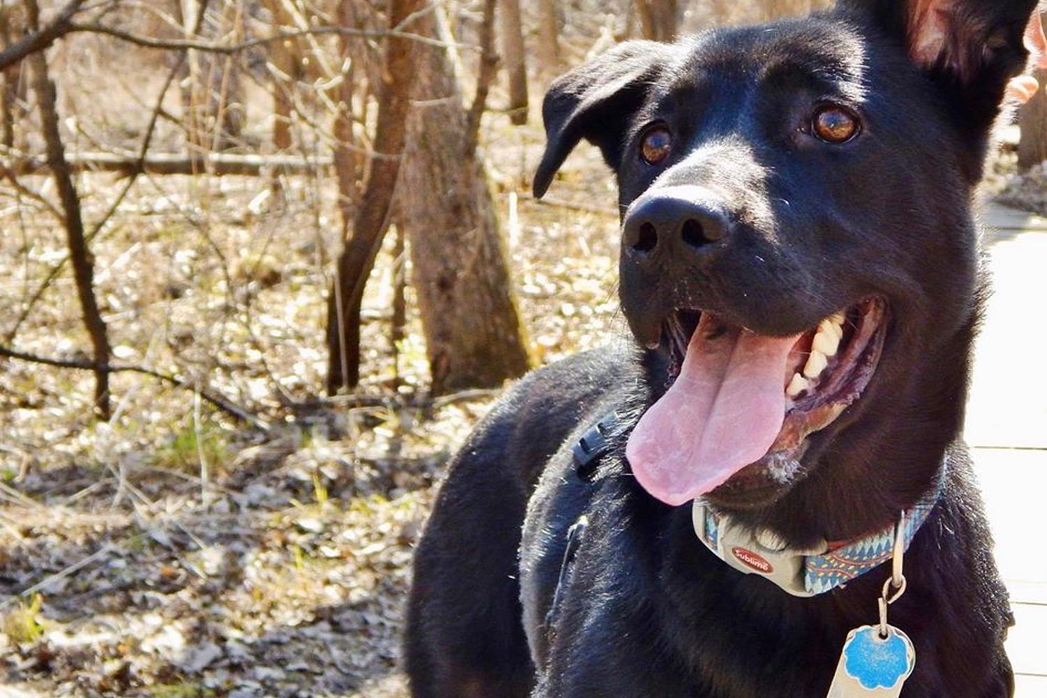 Summit Dog Training 1