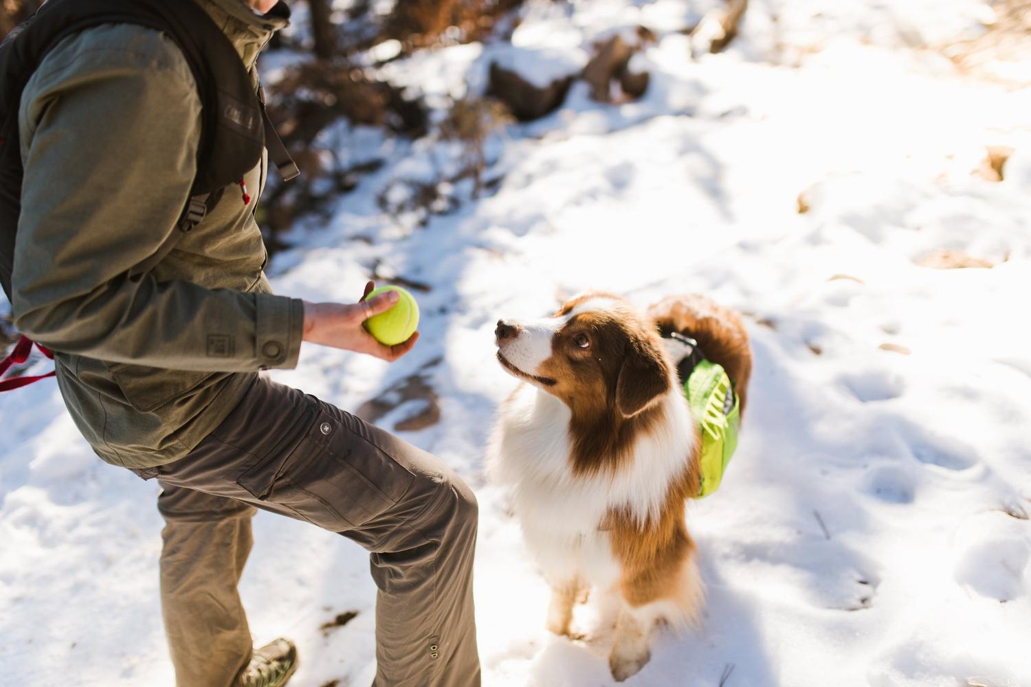 Summit Dog Training 4