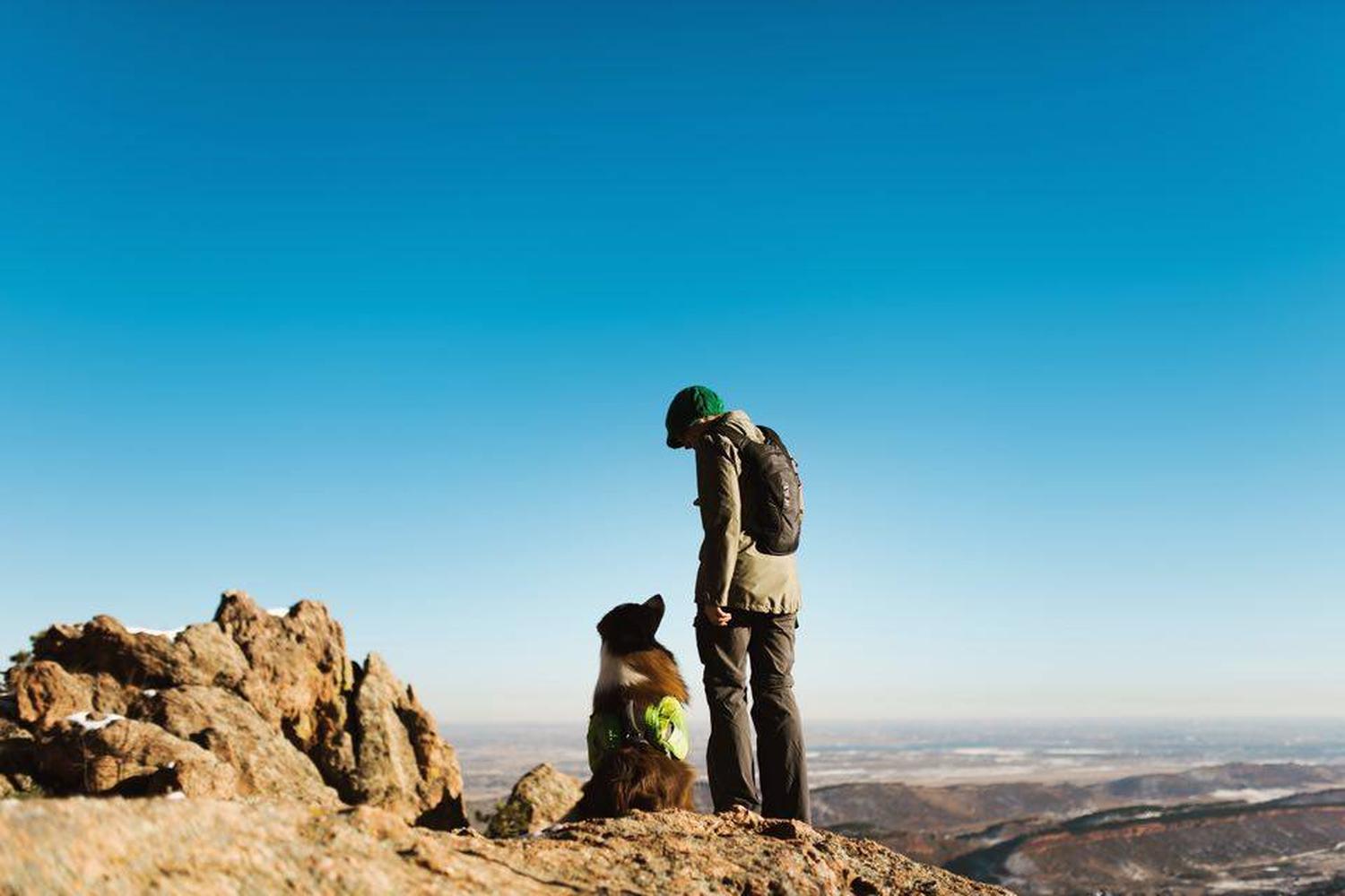 Summit Dog Training 0