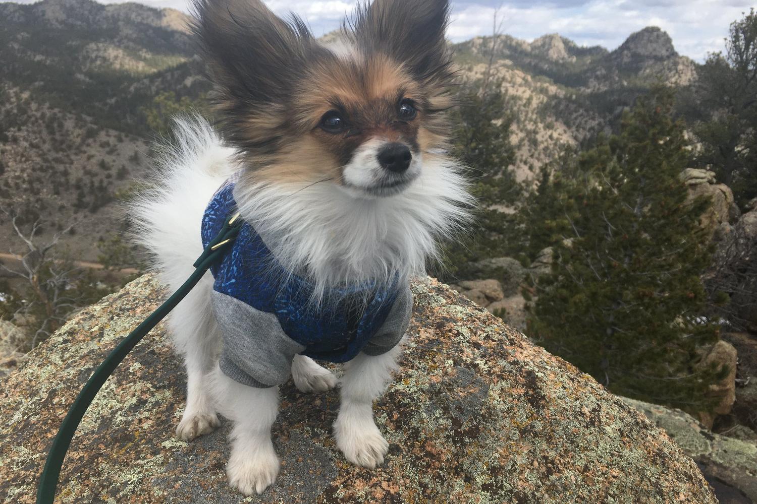 Summit Dog Training 3
