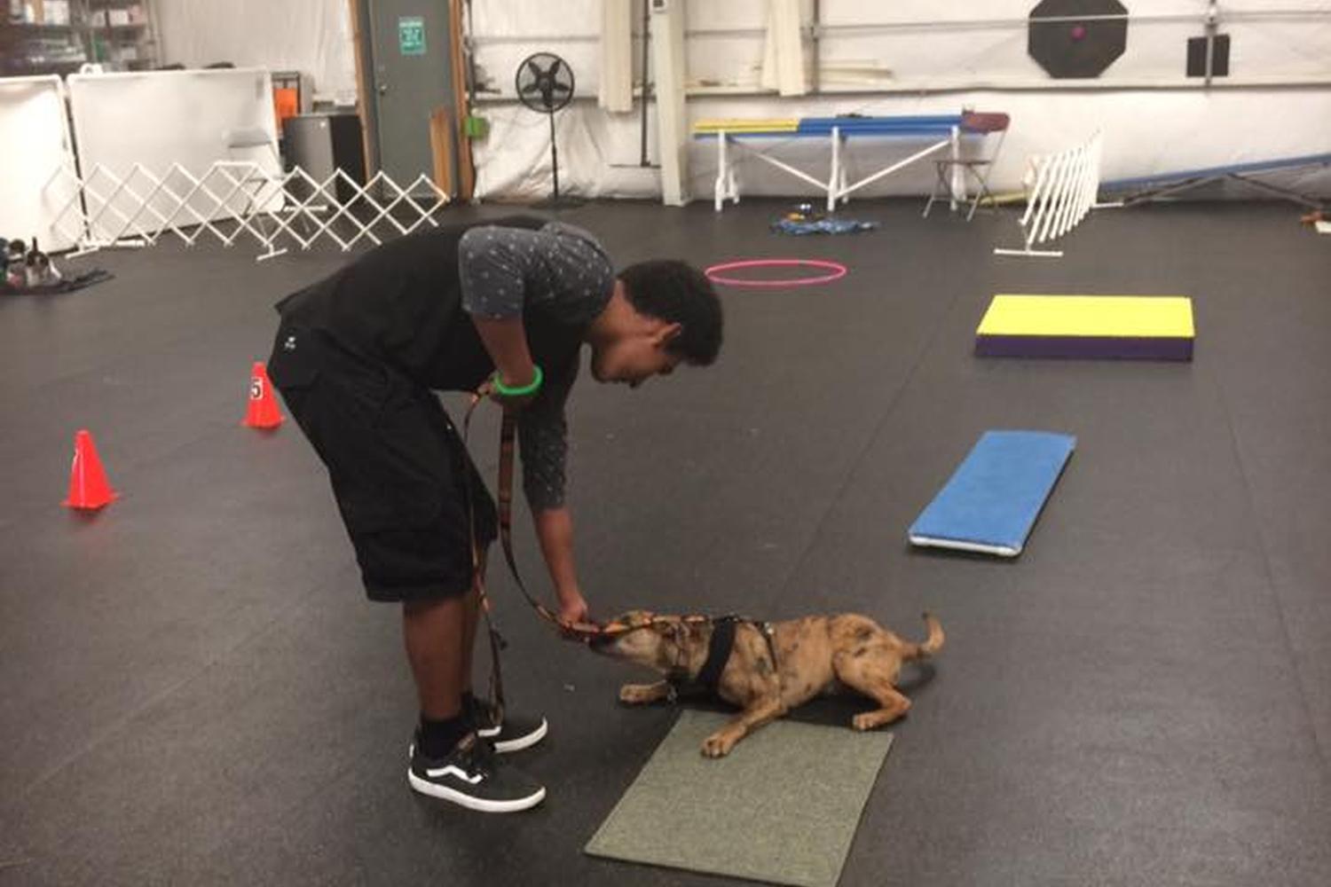 Summit Dog Training 2