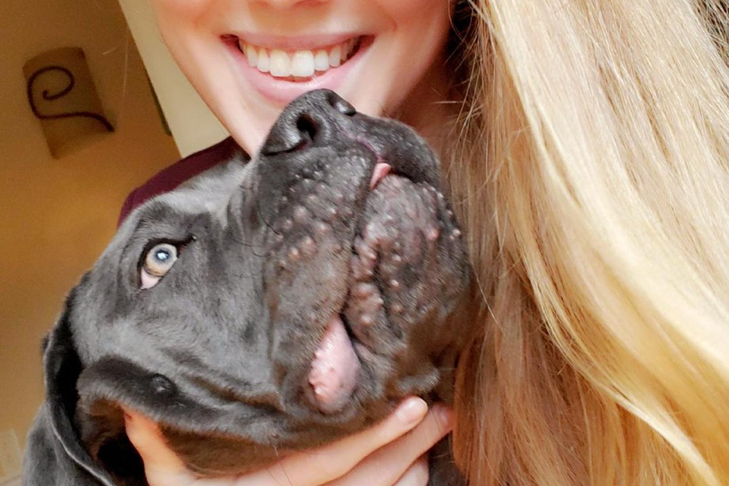 In Command Dog Training 1