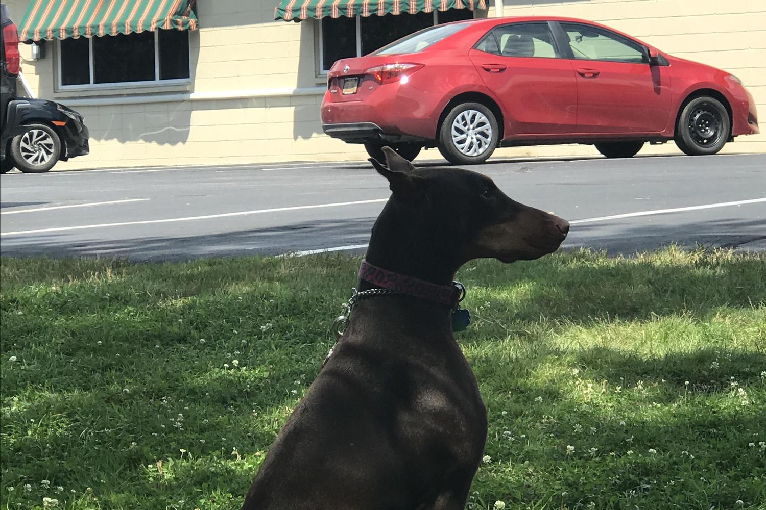 Alpha Dog K9 Training 1