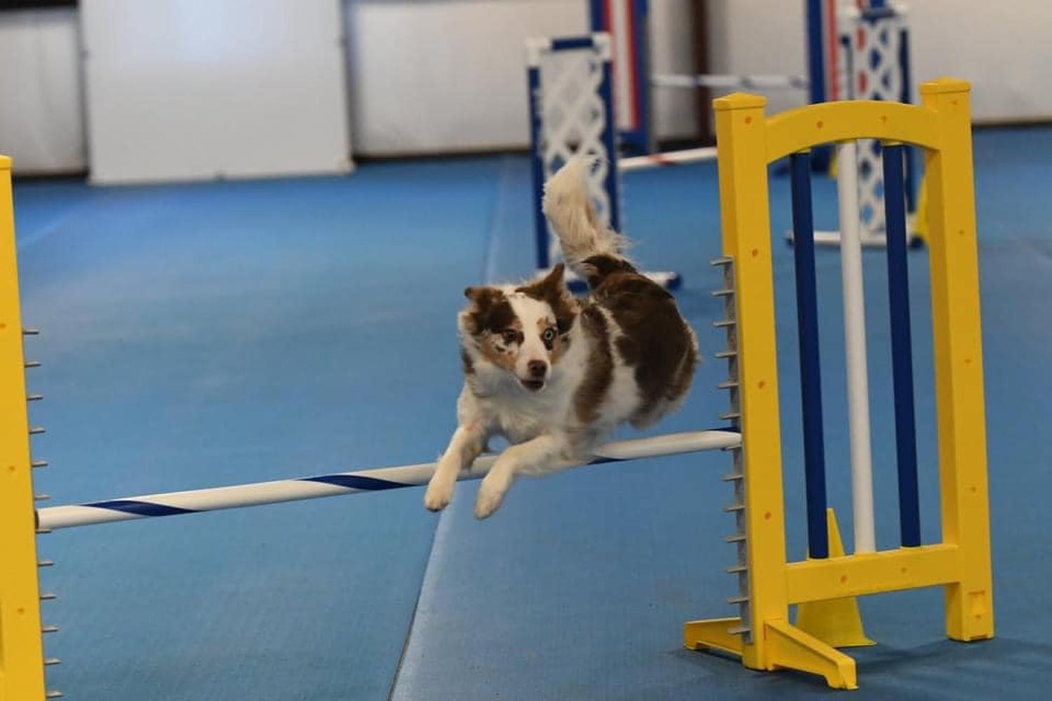 The Pine Hill Ranch Canine Center 5
