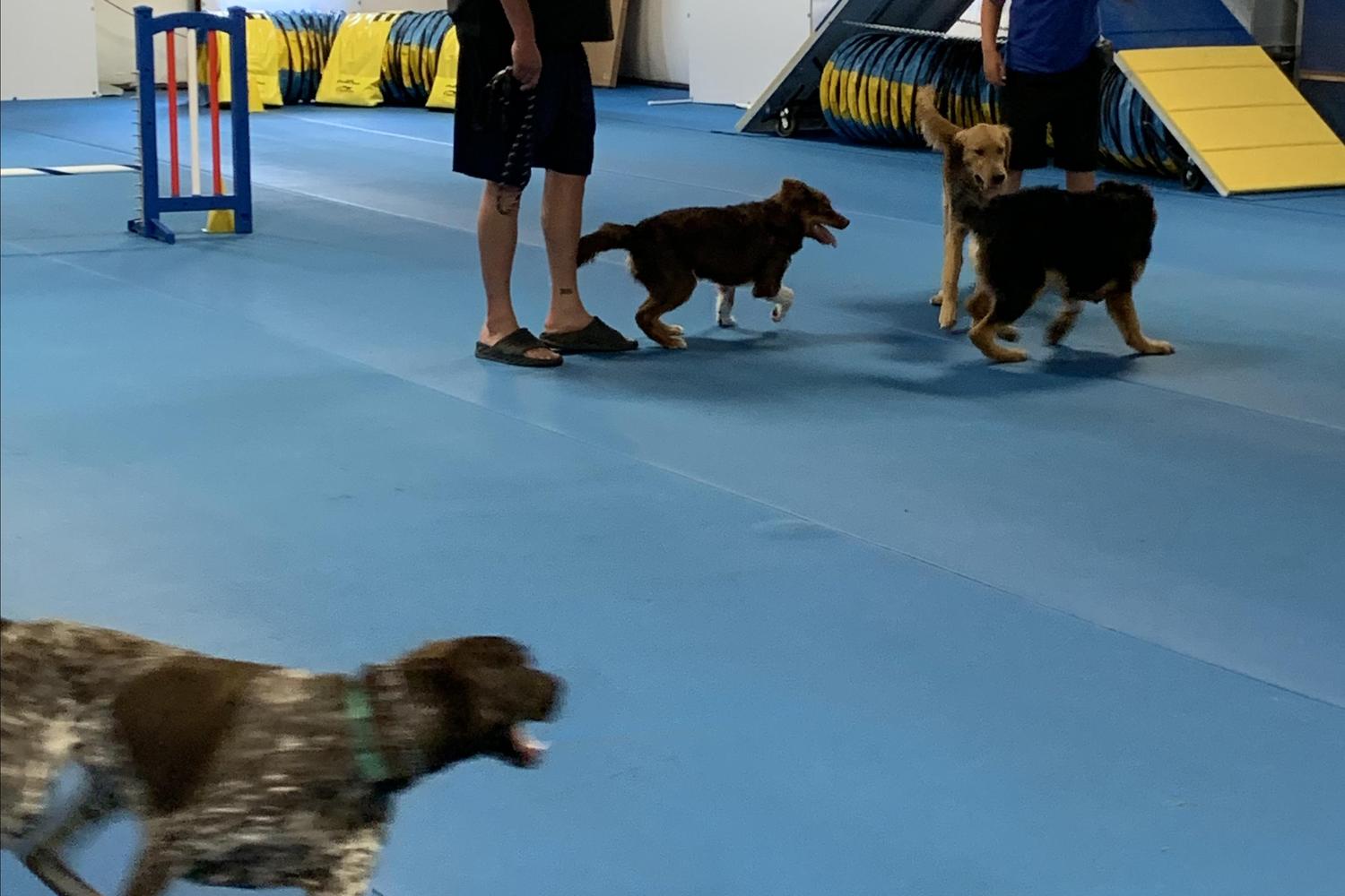 The Pine Hill Ranch Canine Center 1