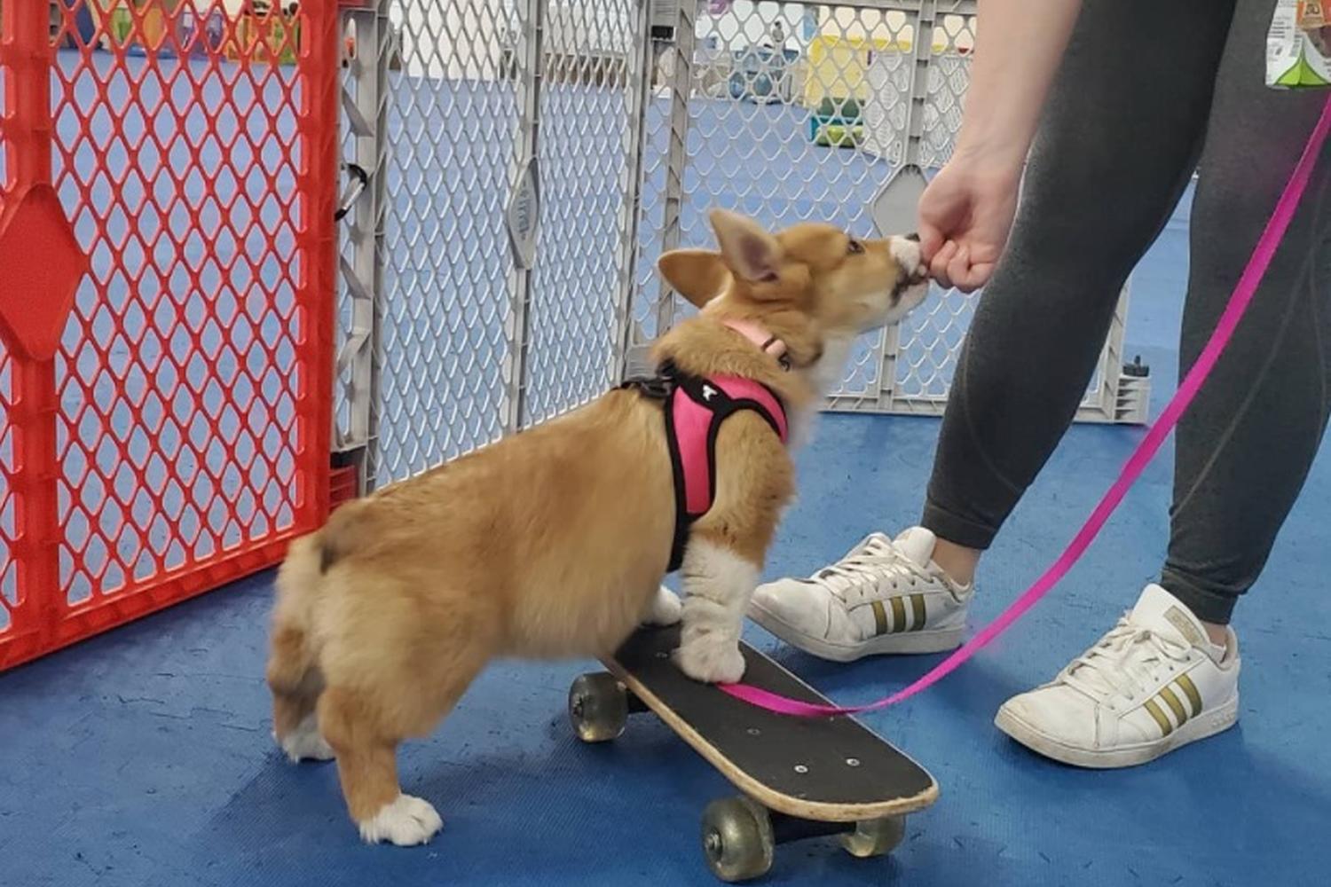 Wonder Dogs 3
