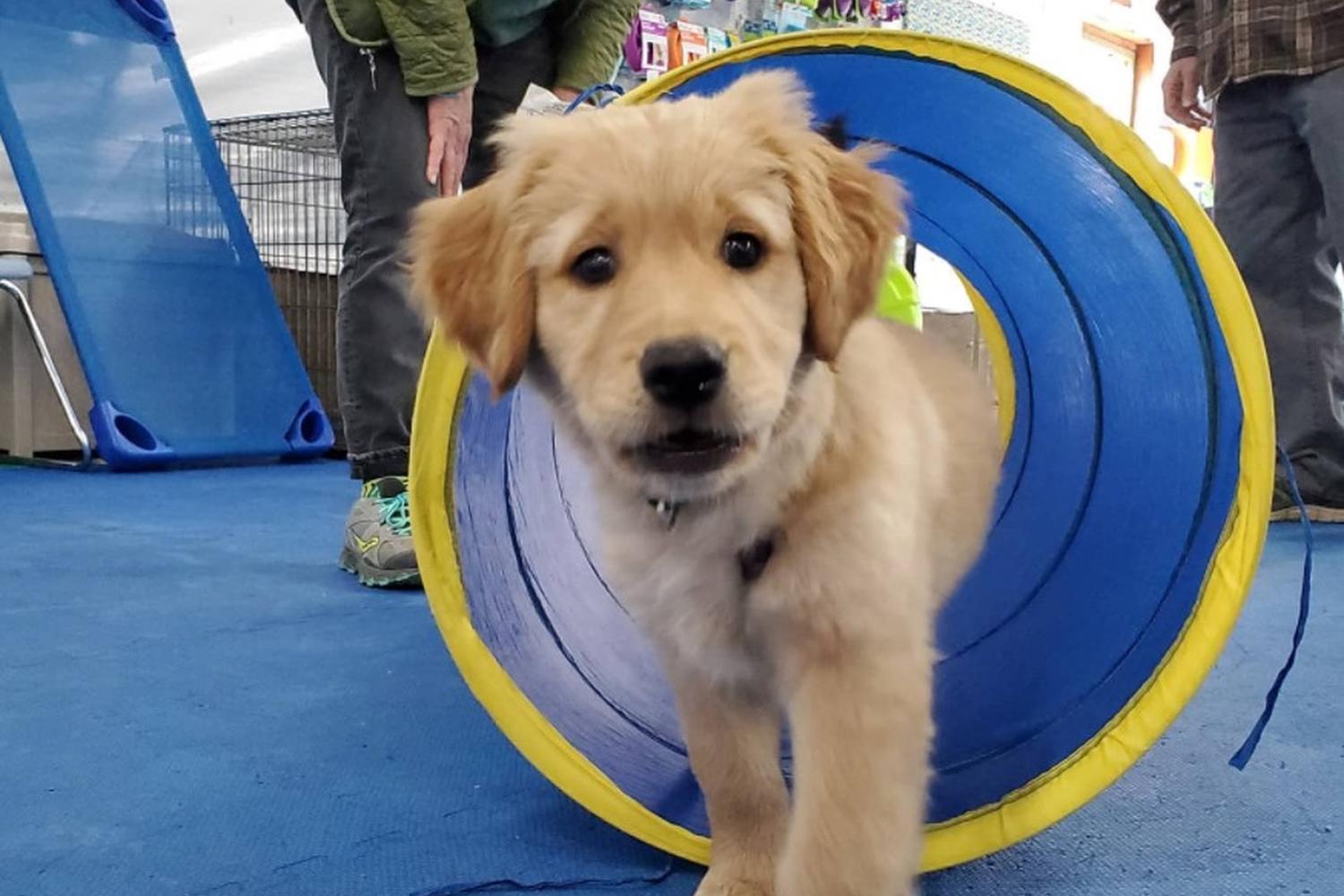 Wonder Dogs 0