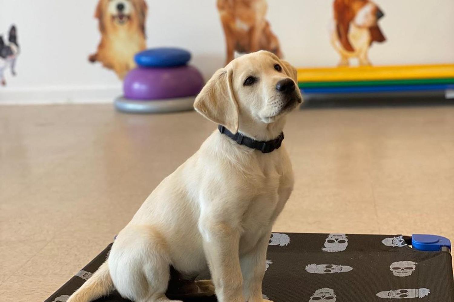 Patriot K-Nine, LLC Dog Training 4