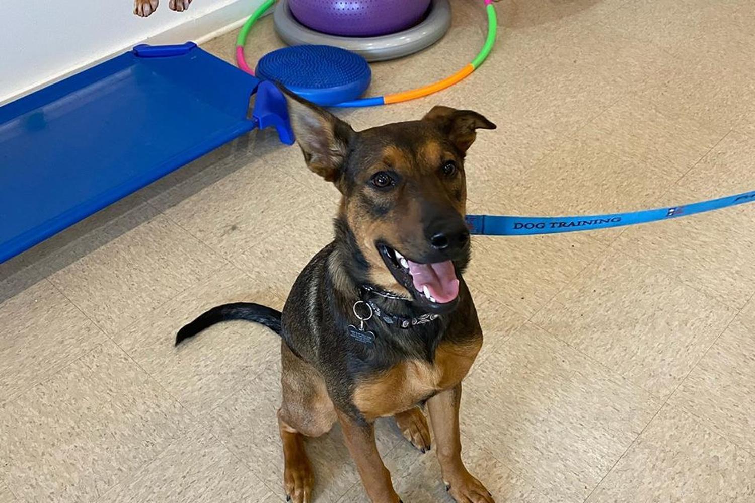 Patriot K-Nine, LLC Dog Training 1