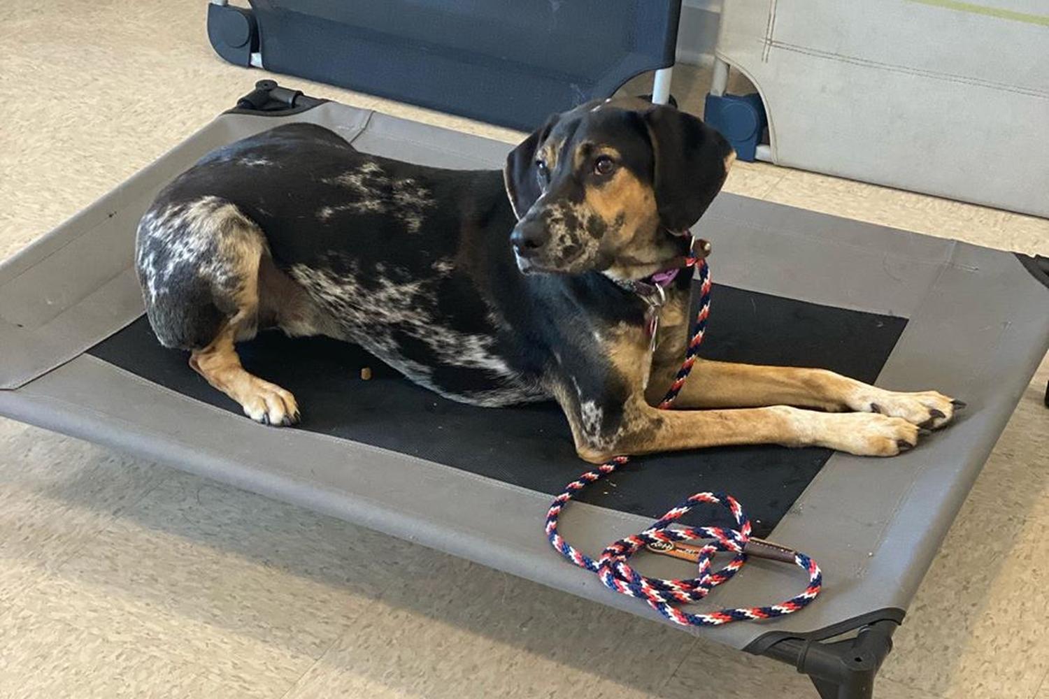 Patriot K-Nine, LLC Dog Training 2