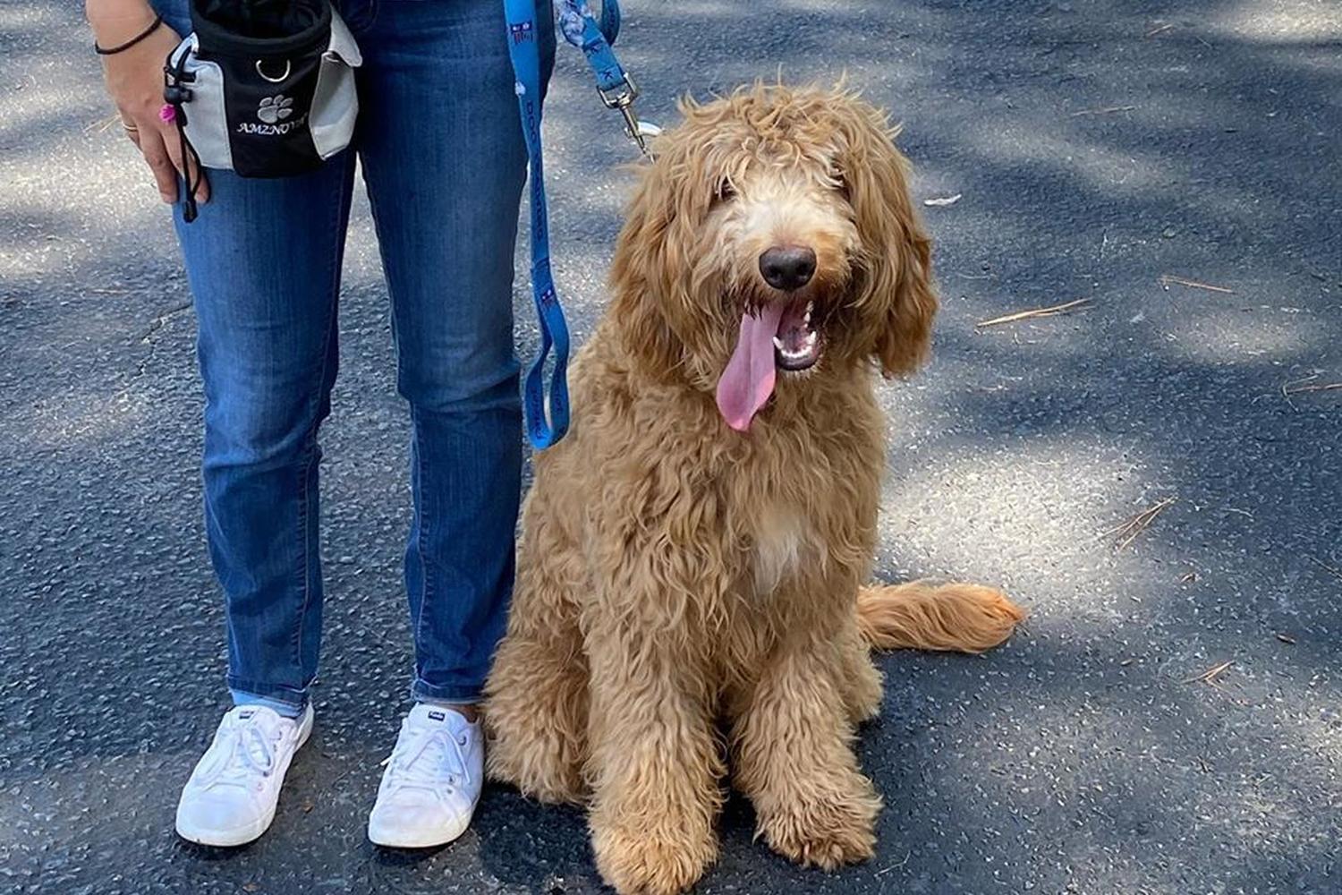 Patriot K-Nine, LLC Dog Training 3