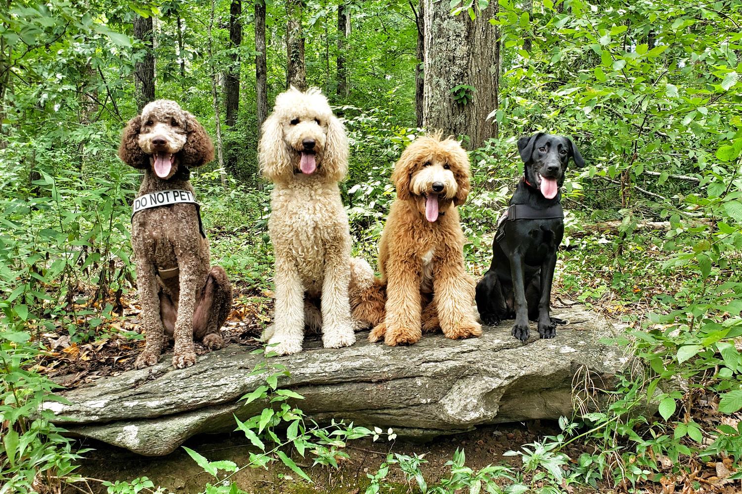 Off Leash K9 Training Alabama 7