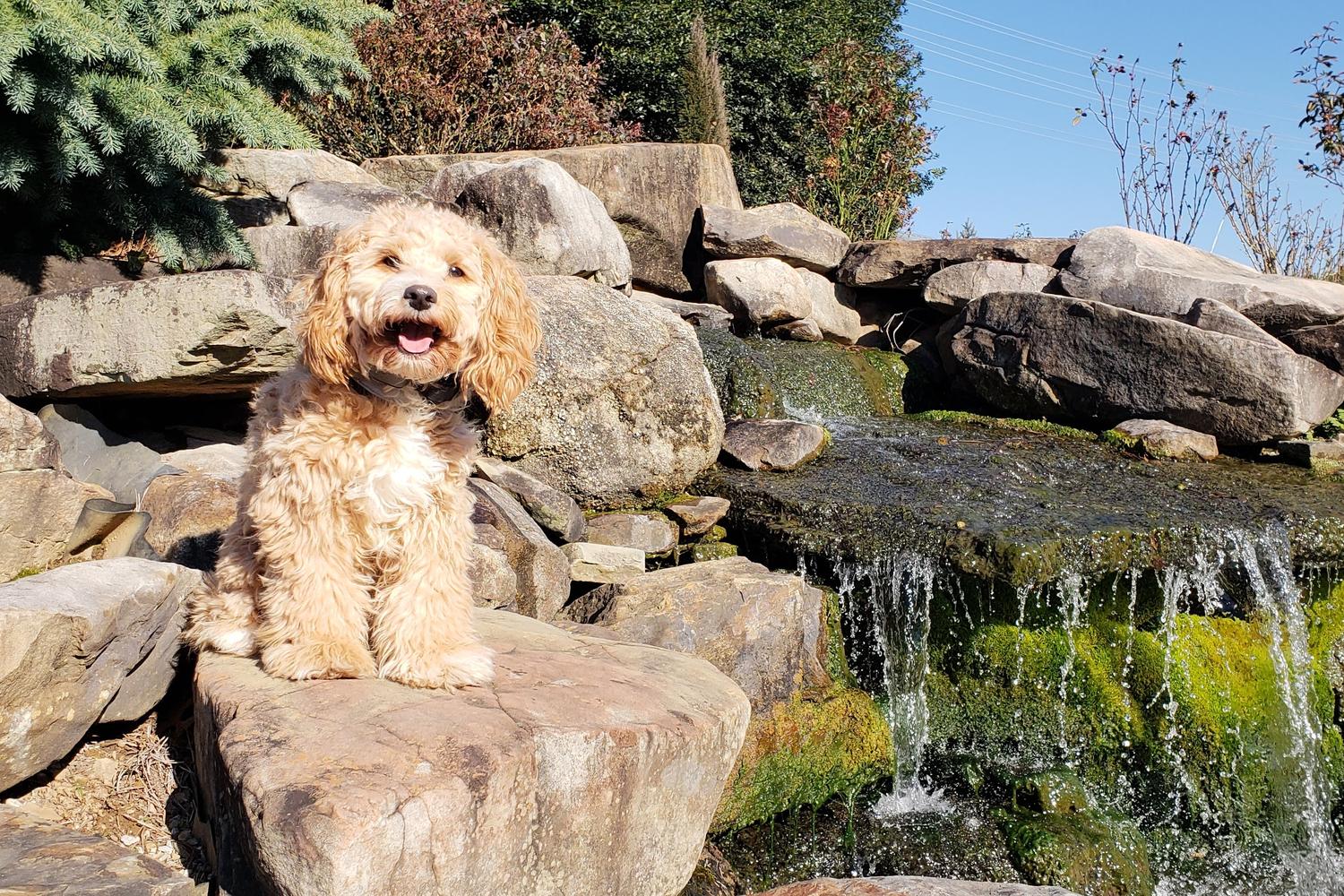 Off Leash K9 Training Alabama 8