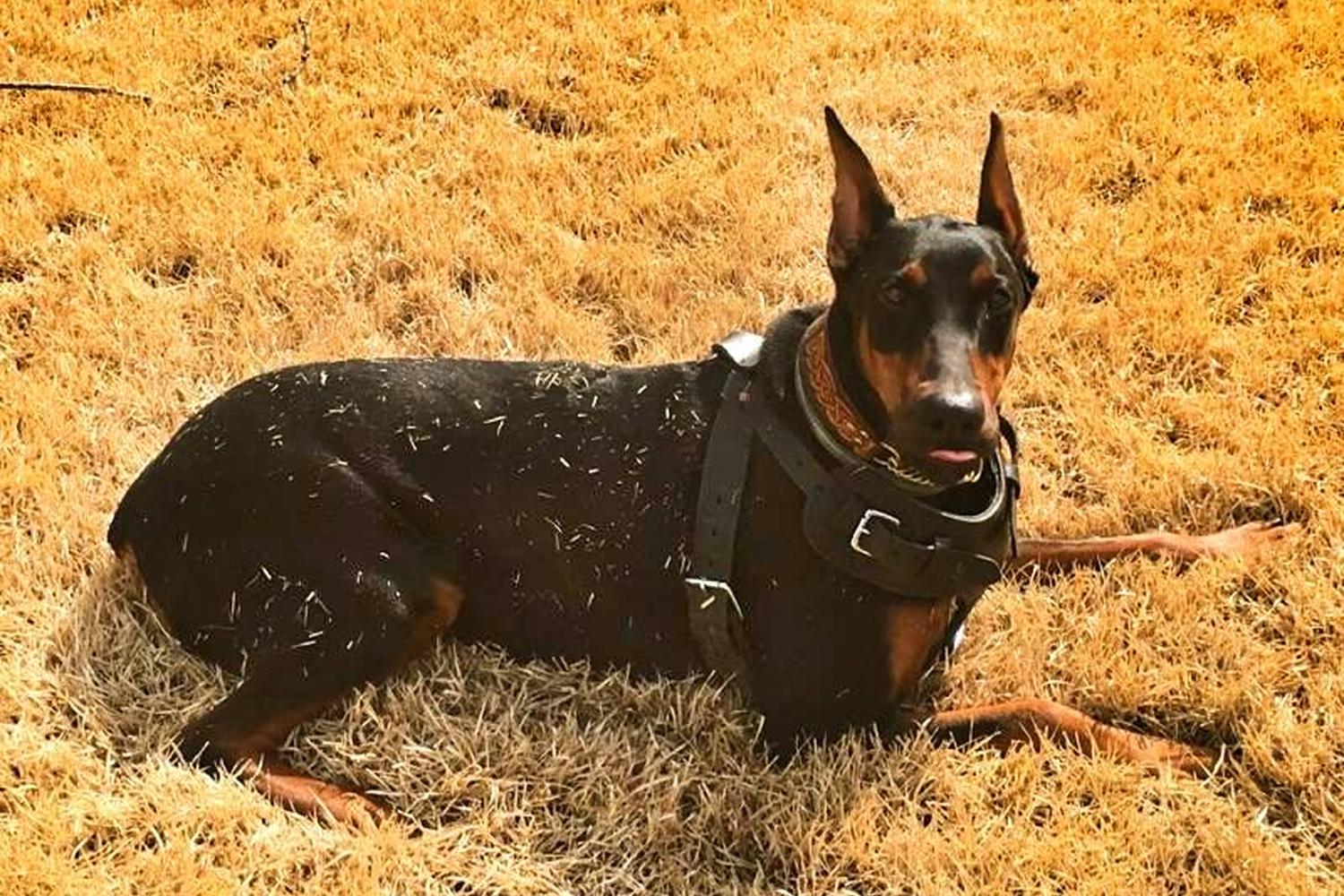 Off Leash K9 Training Alabama 0