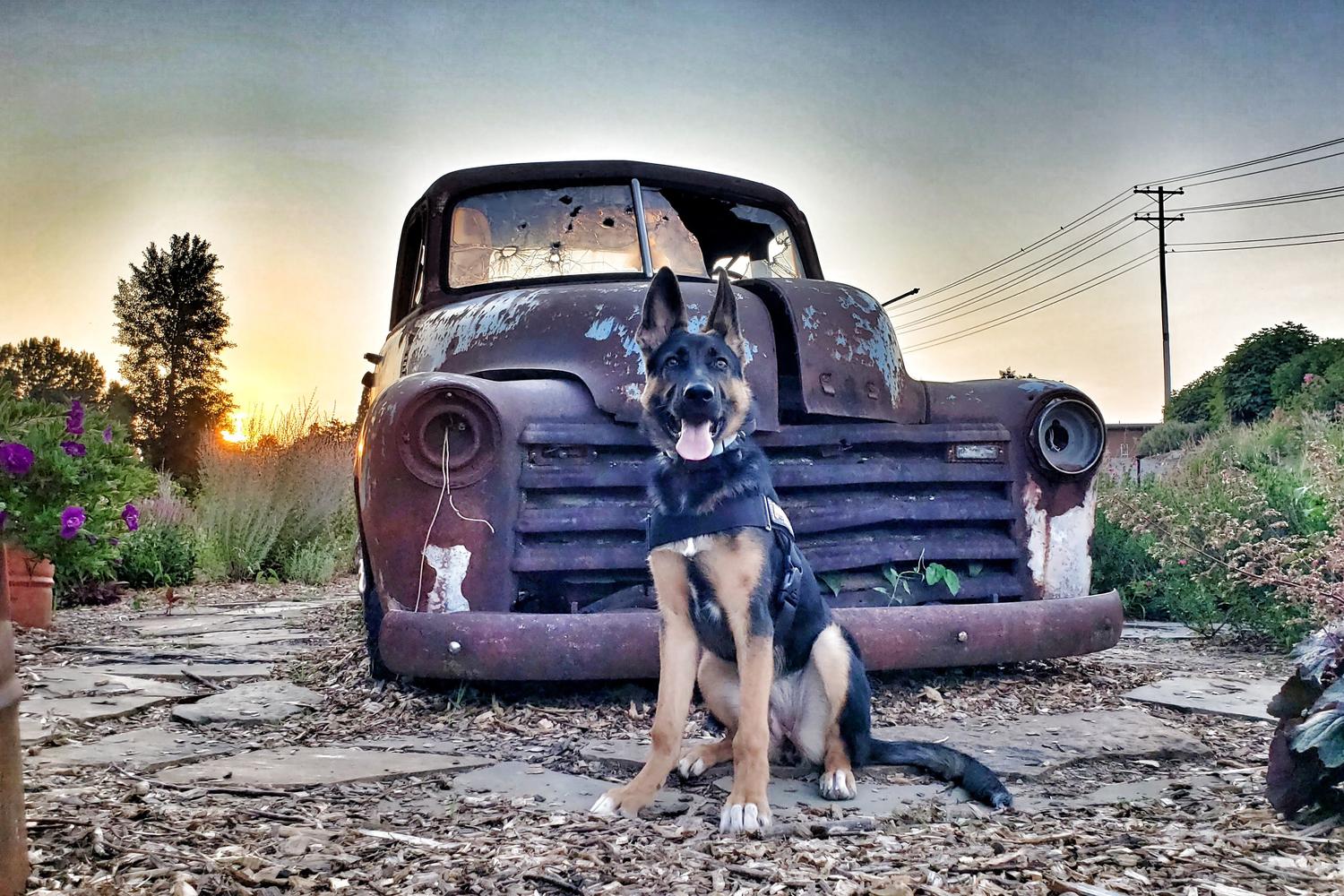 Off Leash K9 Training Alabama 3