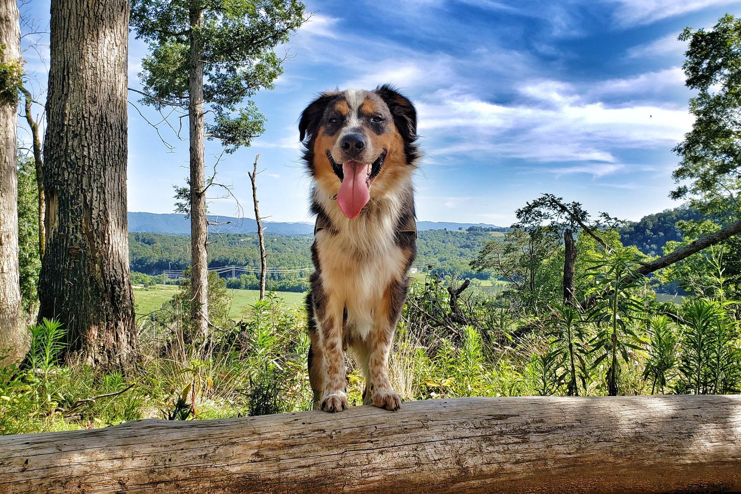 Off Leash K9 Training Alabama 6