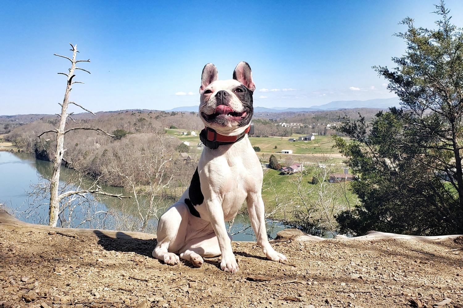 Off Leash K9 Training Alabama 4