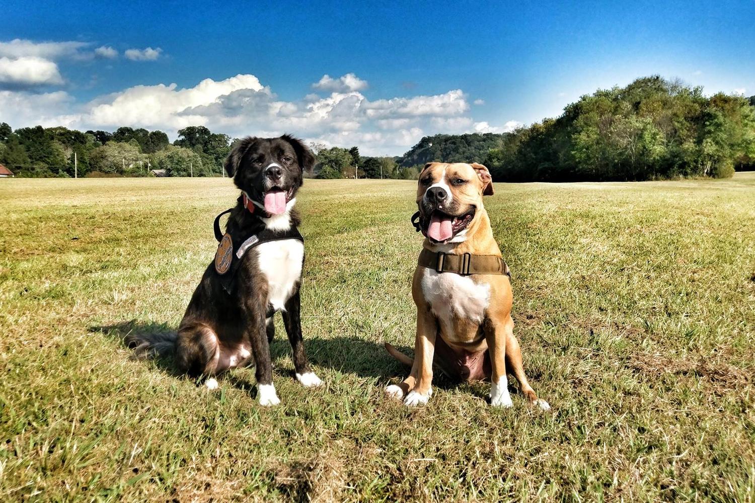 Off Leash K9 Training Alabama 1