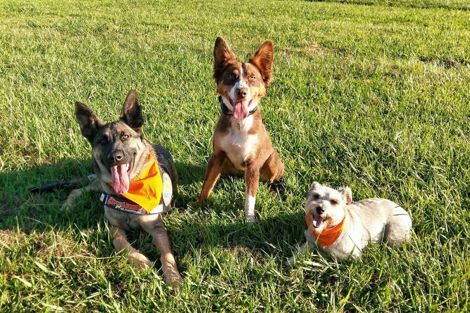 Off Leash K9 Training Alabama 2