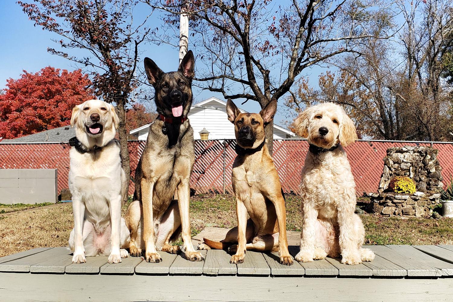 Off Leash K9 Training Alabama 5