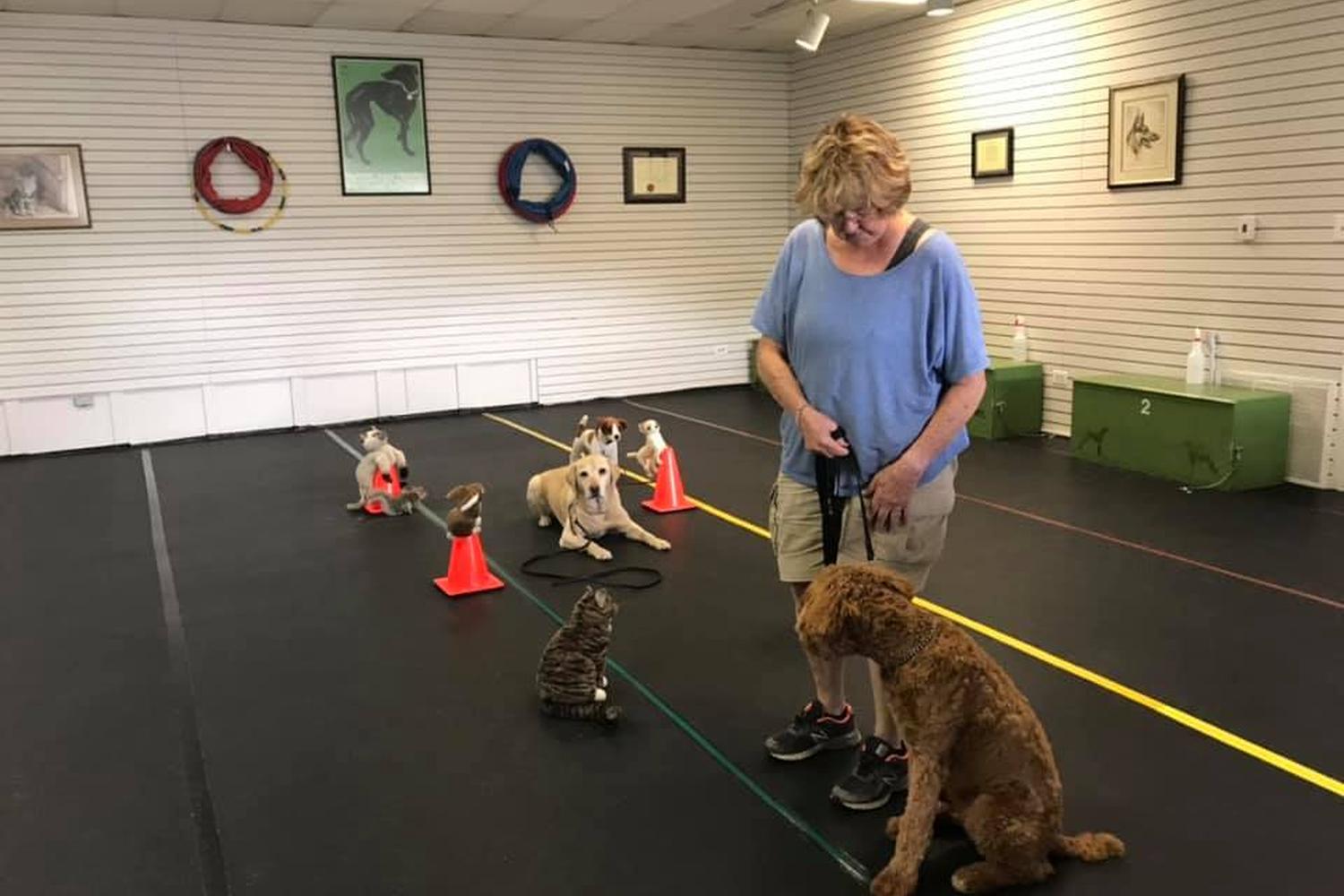 Front Range K9 Academy 6