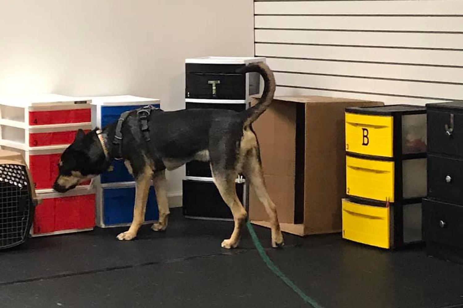 Front Range K9 Academy 7