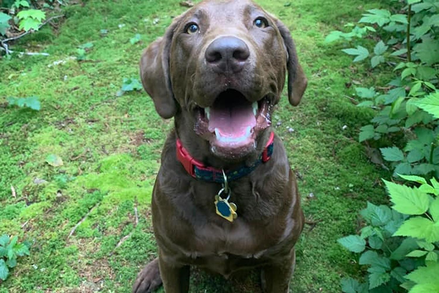 Sunny Lane Canine Academy 4