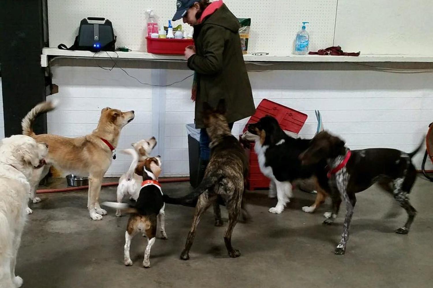 Sunny Lane Canine Academy 5