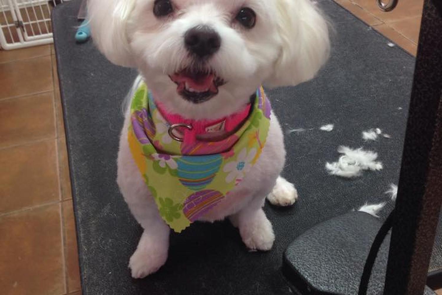 Spoil Me Dog Spa 2