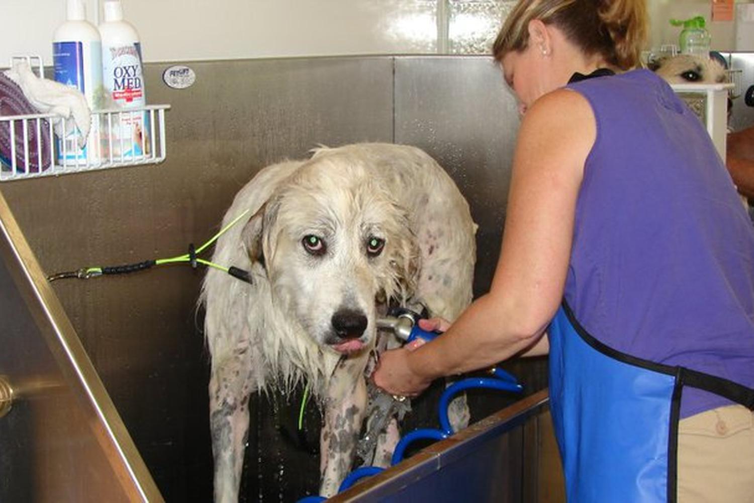 Splish Splash Dog Wash 7