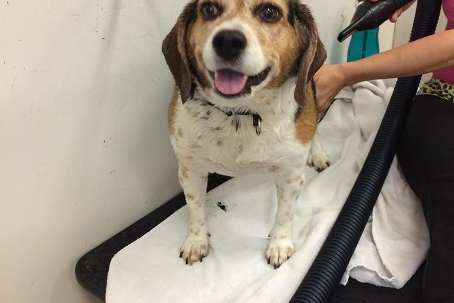 Splish Splash Dog Wash 2