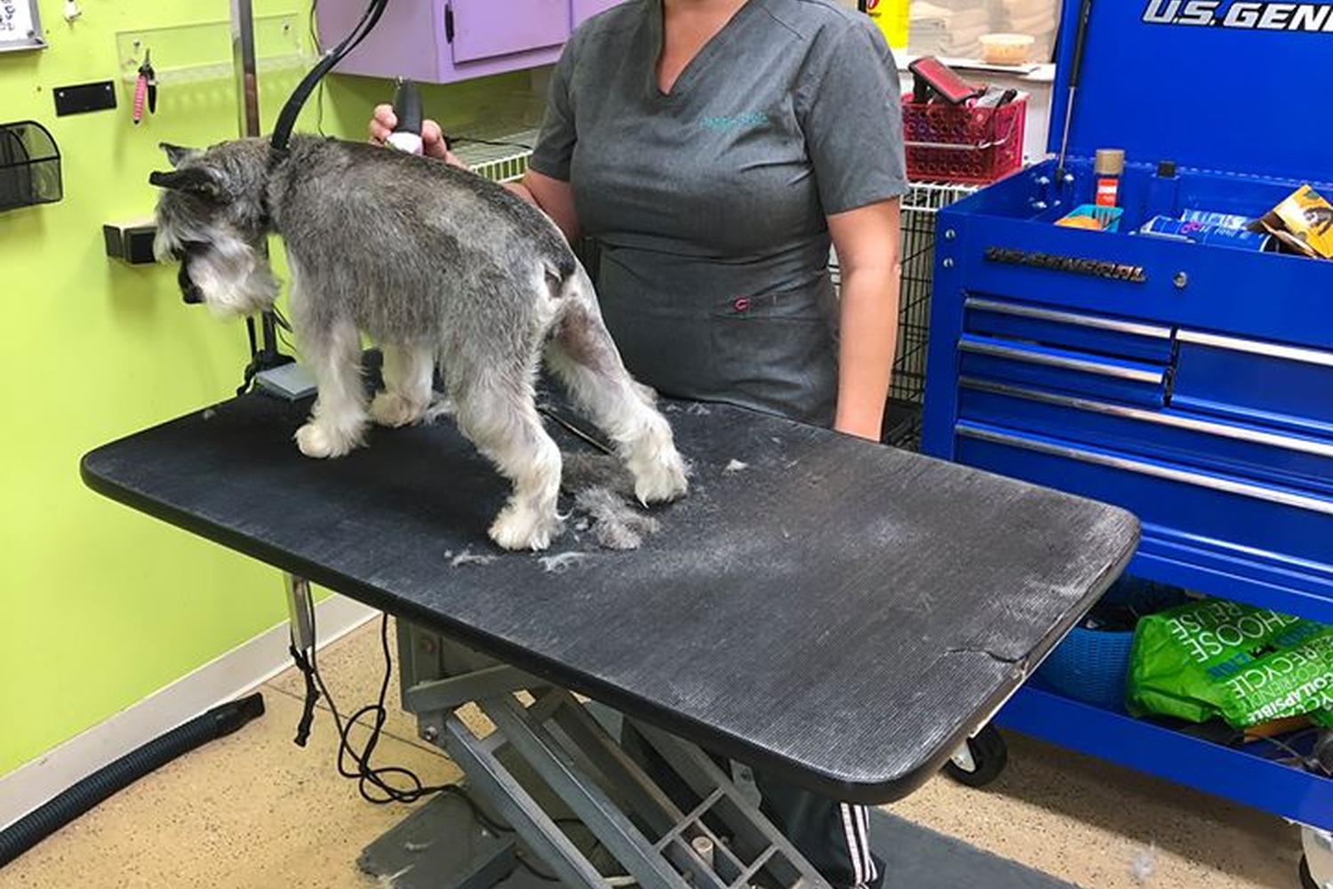 Splish Splash Dog Wash 5