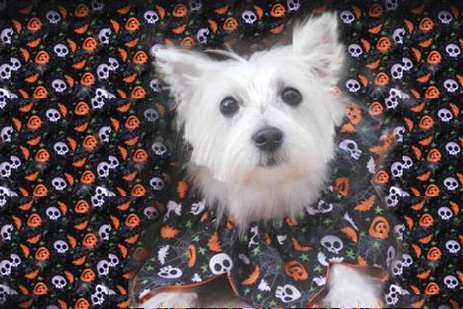 The Pet Maven 2