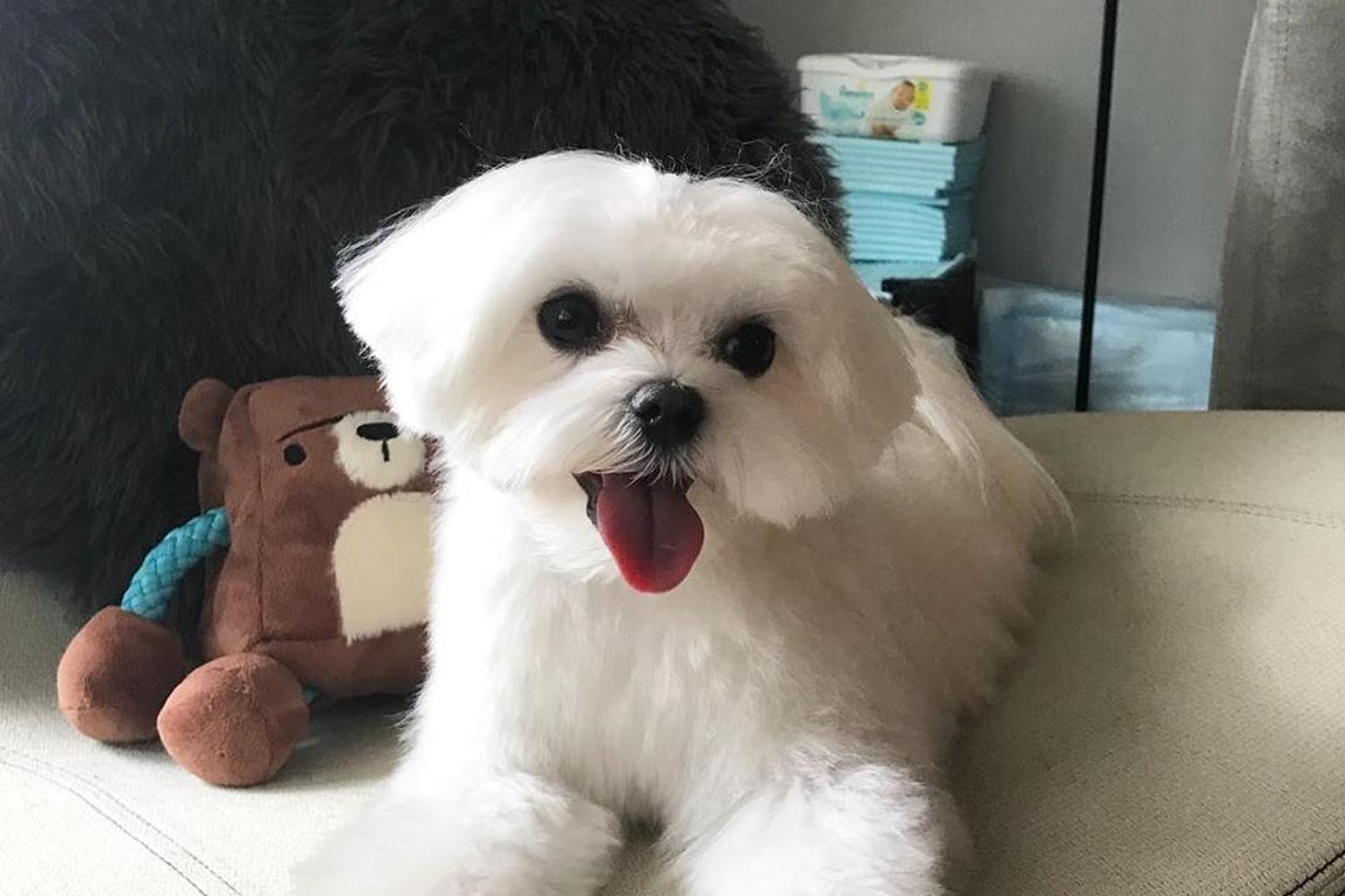 The Pet Maven 3