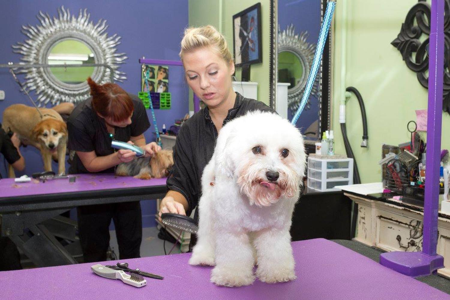 Green Dog Spa 1
